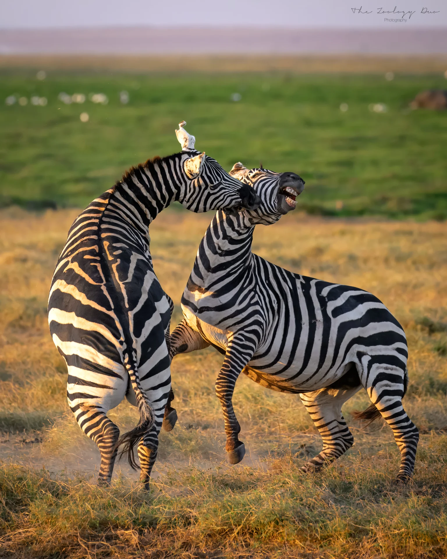 Amboseli_National_Park_Zebras_Fighting
