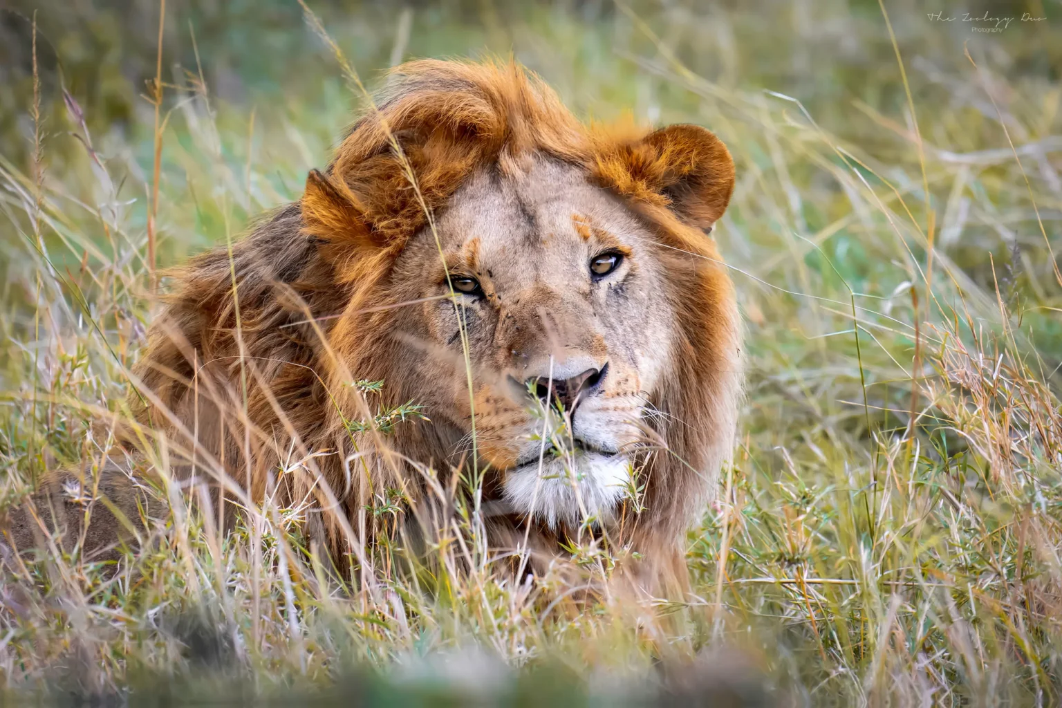 Home | The Wildlife Travel Blog Male lion close up looking at the camera, Masai Mara safari, Kenya