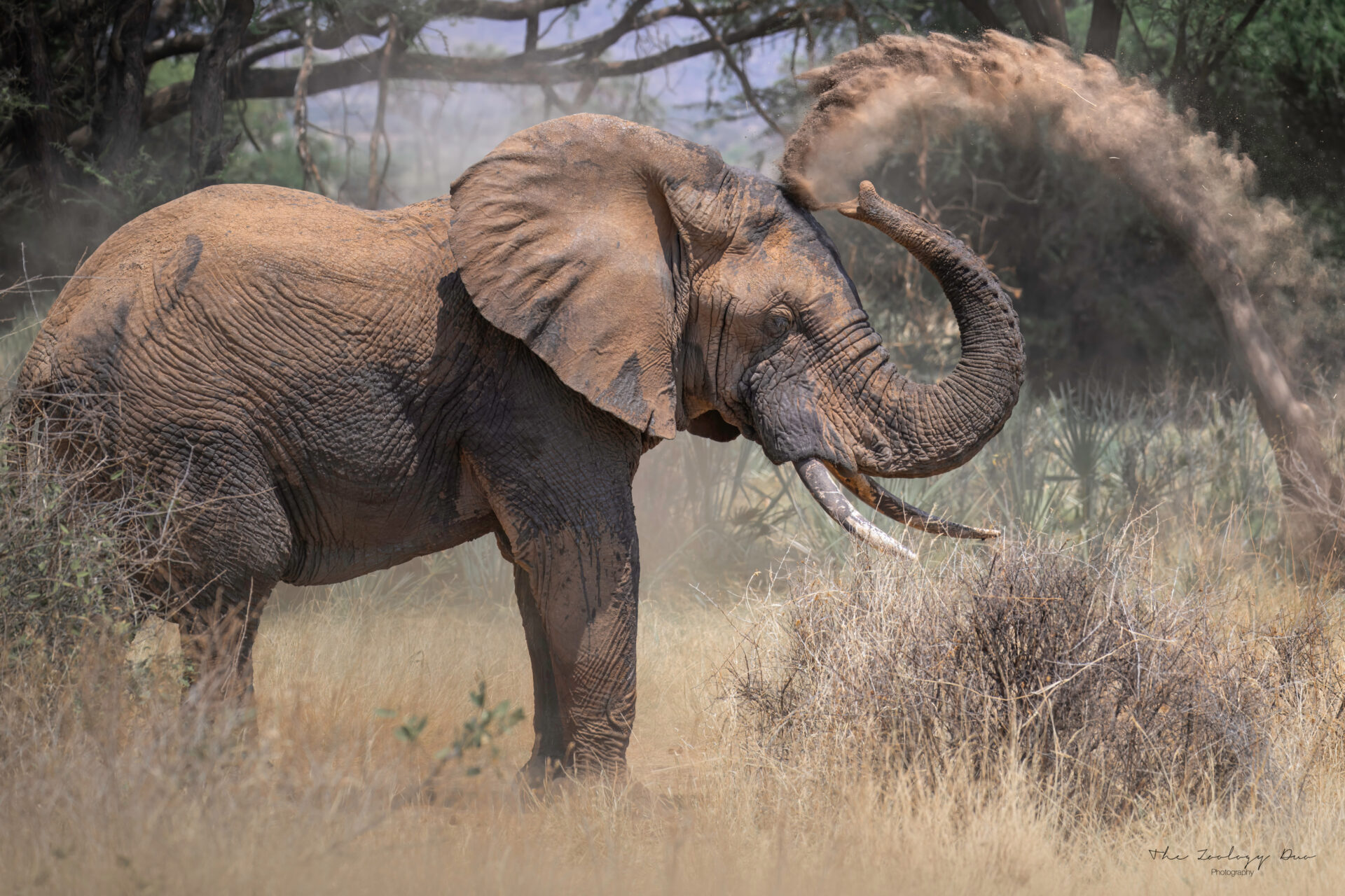 elephant_dust_samburu_kenya