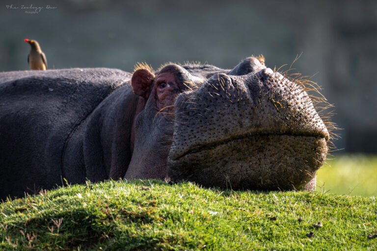 Home | The Wildlife Travel Blog Hippopotamus basking on the bank of Lake Naivasha, Kenya