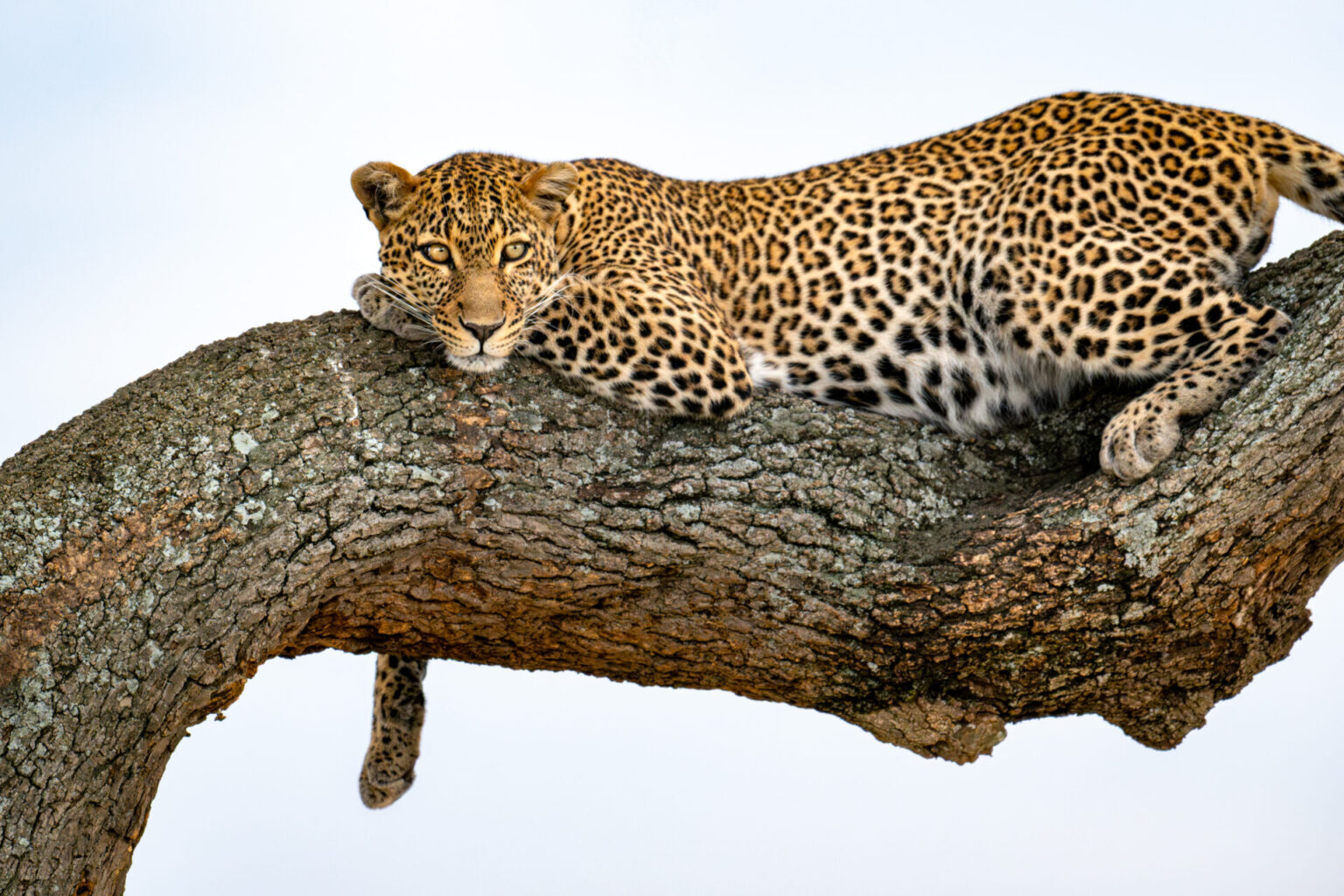 Home | The Wildlife Travel Blog leopard_masai_mara_kenya