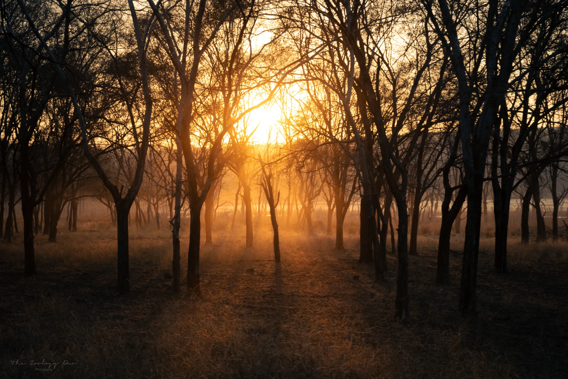 Ranthambore National Park: The Ultimate Tiger Safari Guide | The Wildlife Travel Blog Sunrise through the forest in Ranthambore National Park Zone 4