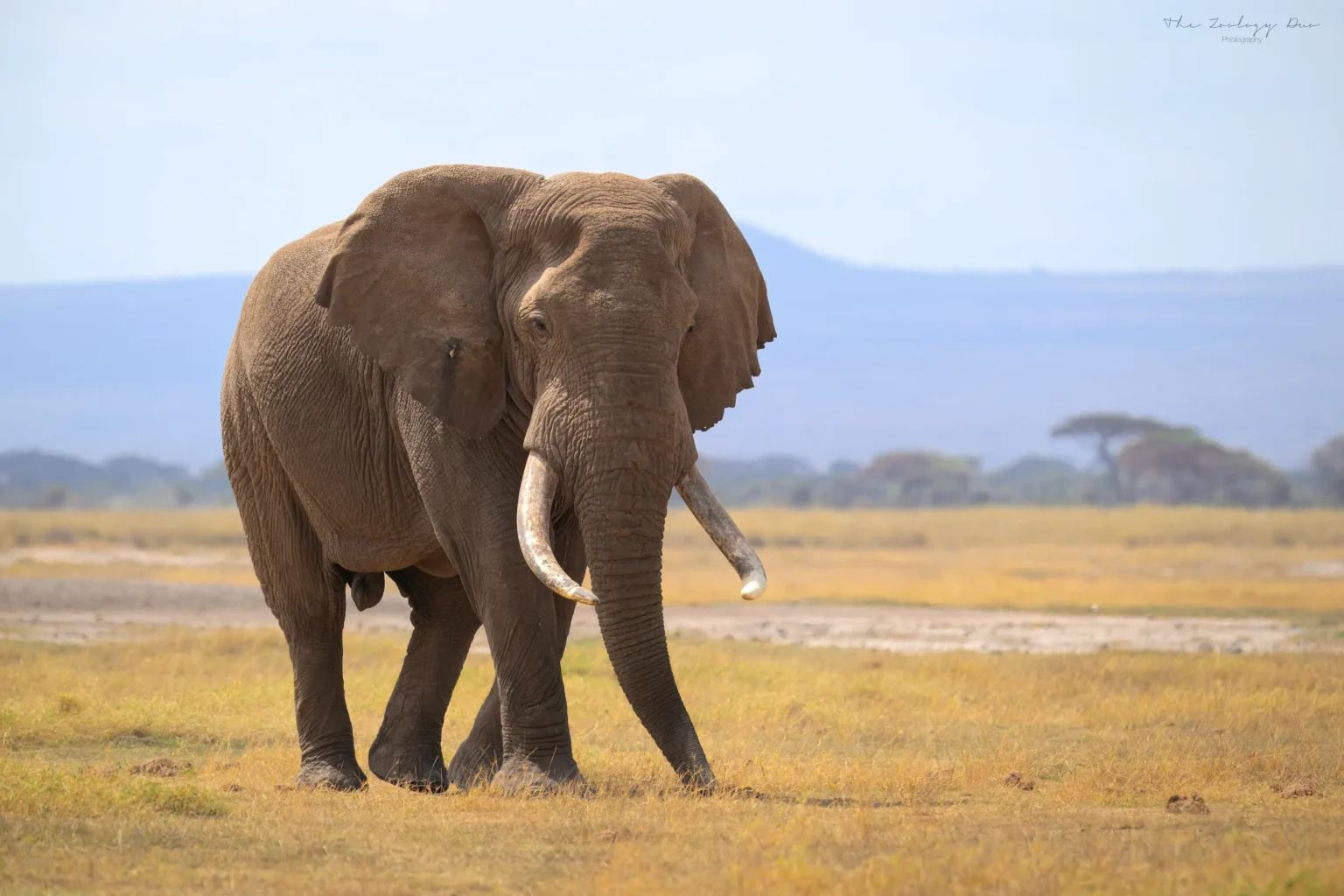 Home | The Wildlife Travel Blog Bull elephant in Amboseli National Park, Kenya