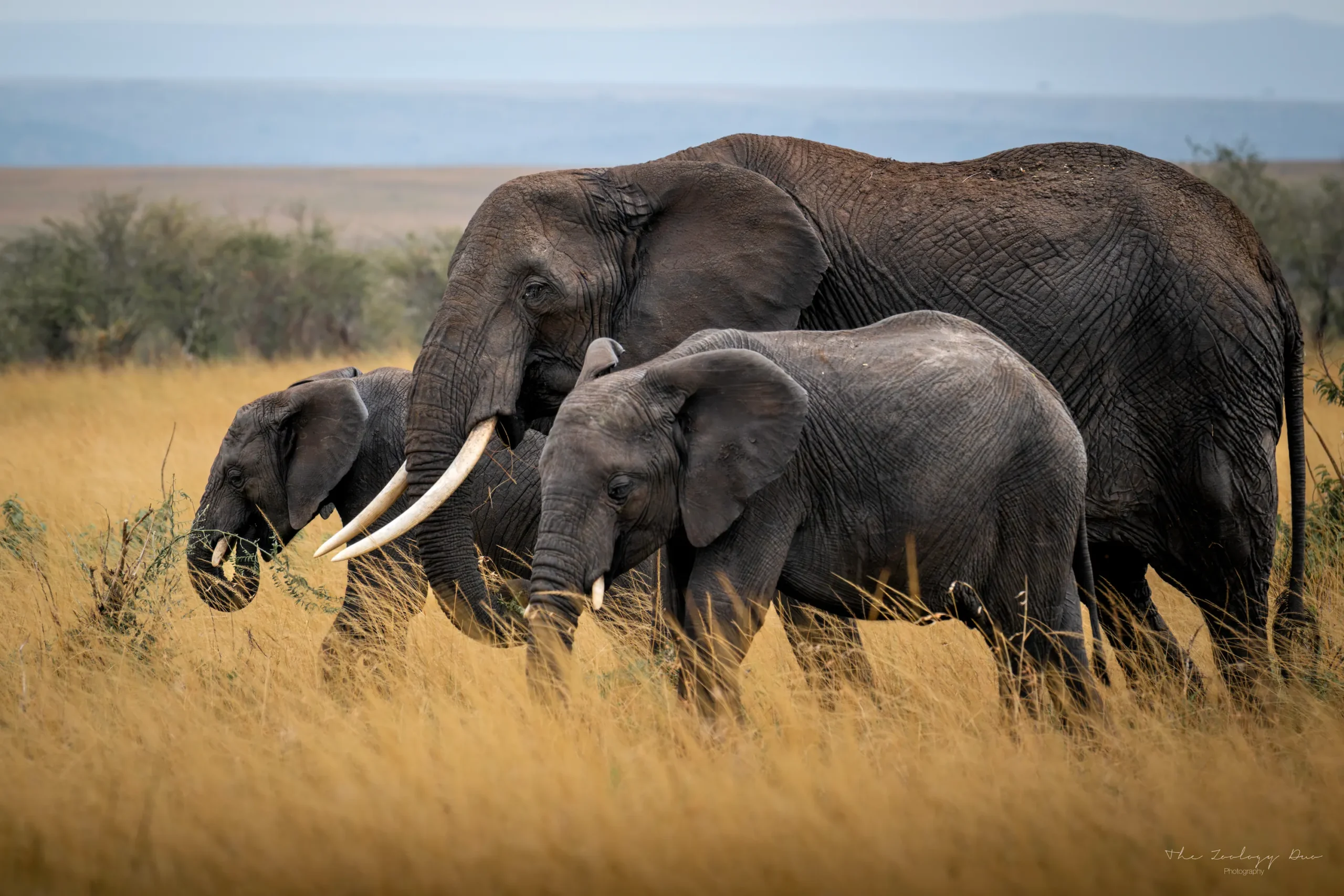 Family of elephants walking at Masai Mara, Kenya