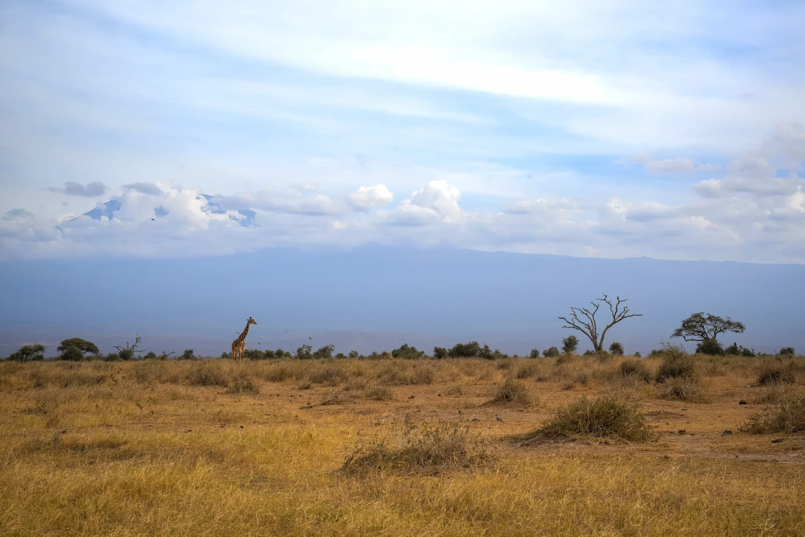Masai giraffe standing in front of Mount Kilimanjaro at Amboseli National Park, Kenya.