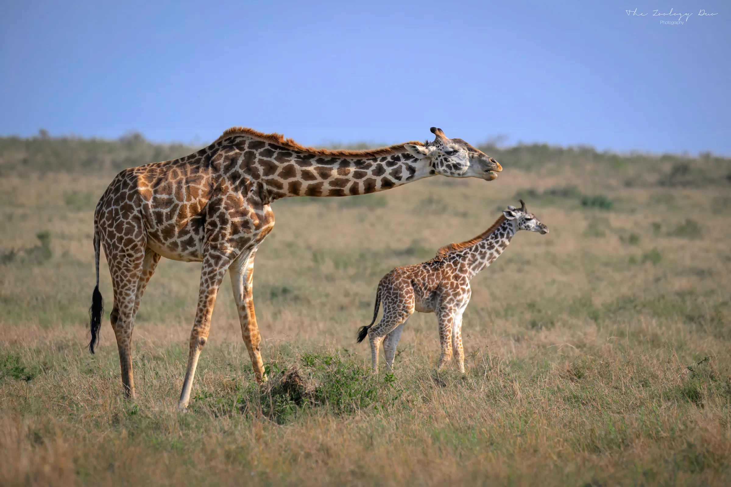 Giraffe parent and baby in the Masai Mara, Kenya