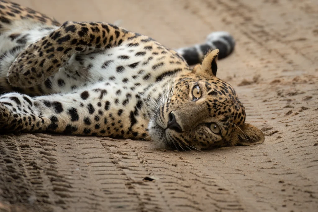 Home | The Wildlife Travel Blog Leopard 'Kuruttupandi' lying on the track and staring into the camera at Wilpattu National Park, Sri Lanka