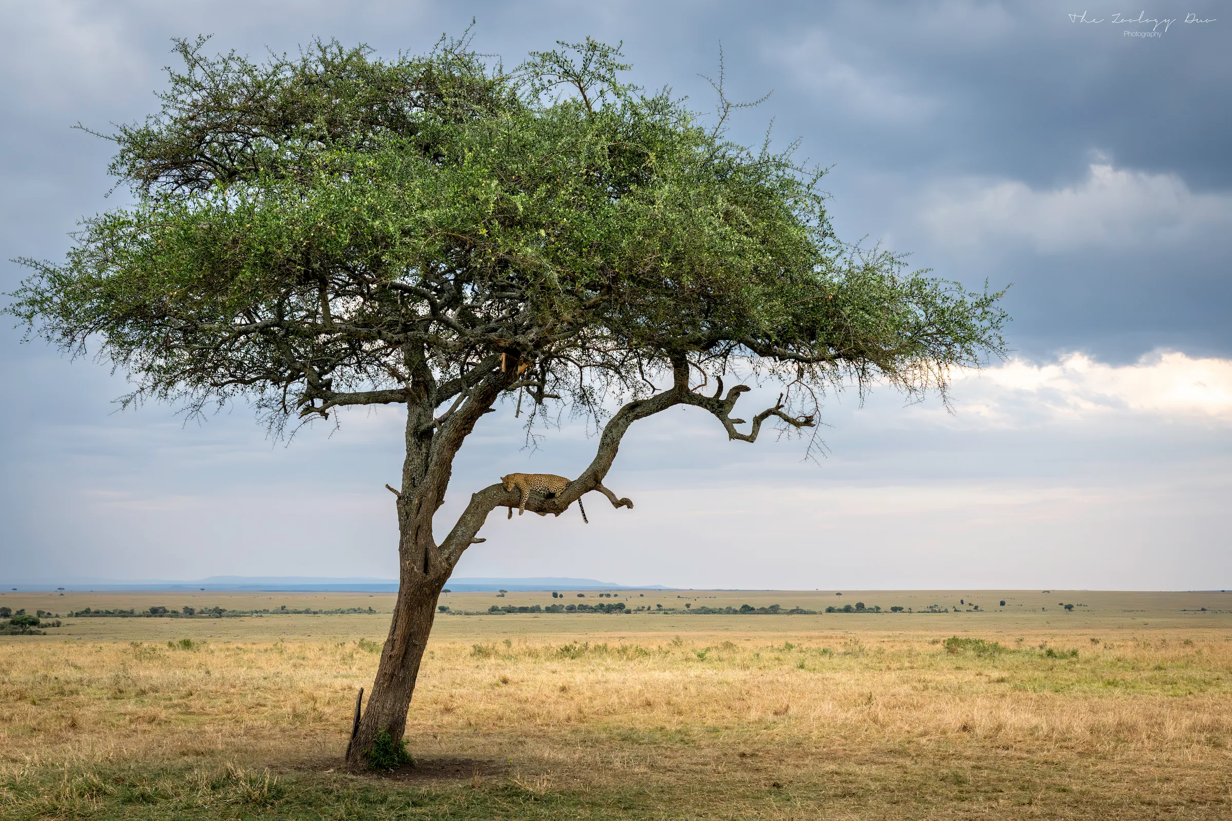 Kenya Wildlife Photography | The Wildlife Travel Blog Leopard resting in a tree beneath its cached prey in the Maasai Mara National Reserve, Kenya