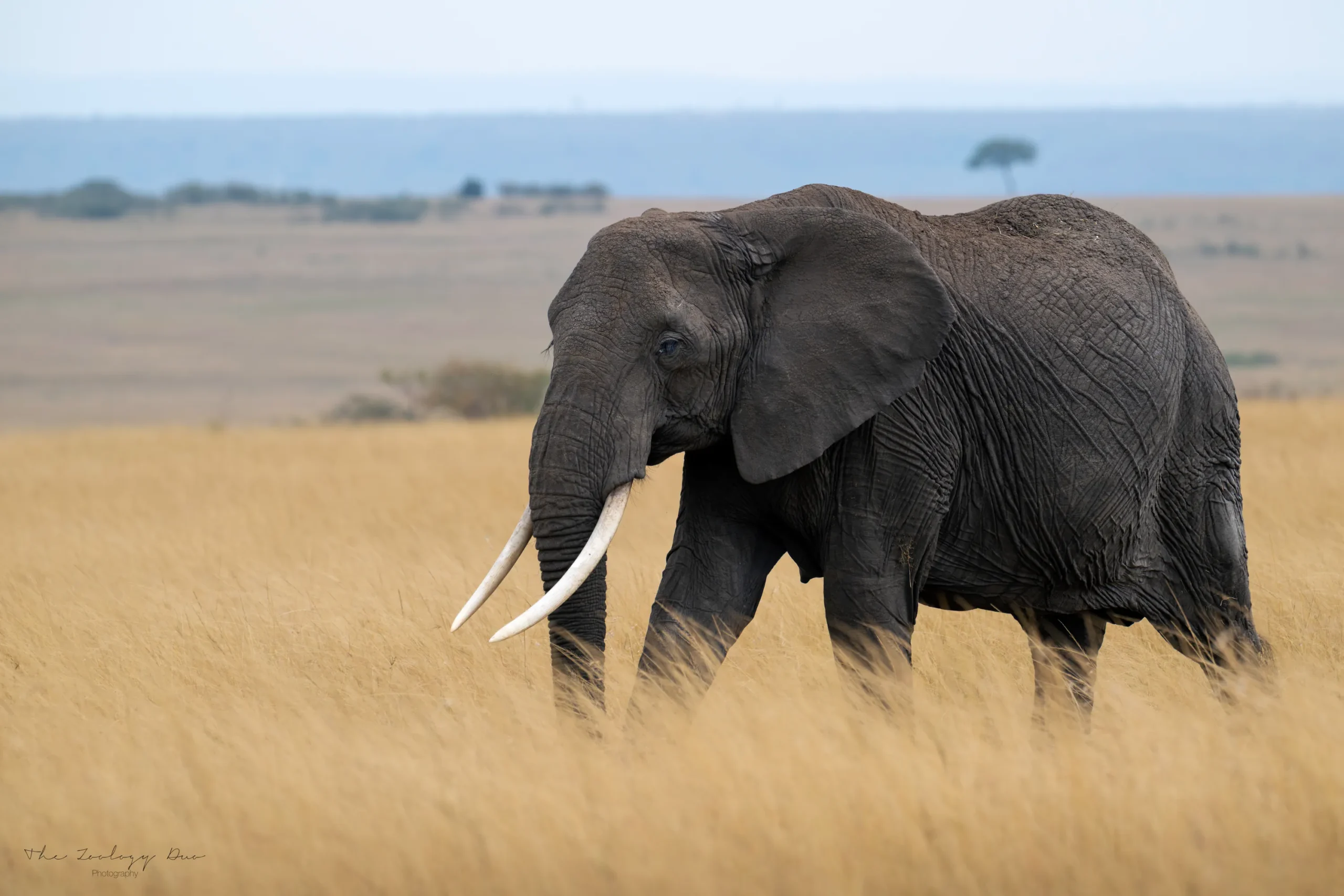 Kenya Wildlife Photography | The Wildlife Travel Blog Lone elephant transversing the savannah at Masai Mara, Kenya