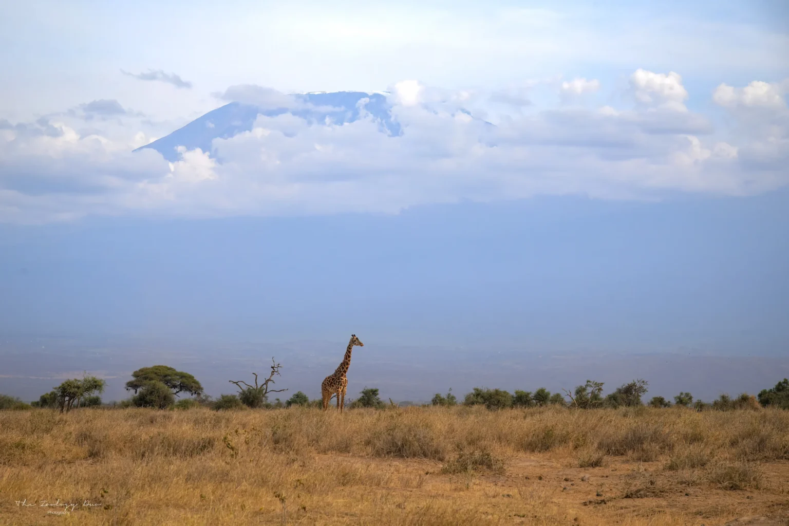 Home | The Wildlife Travel Blog Mount-Kilimanjaro-Giraffe-Landscape-Amboseli