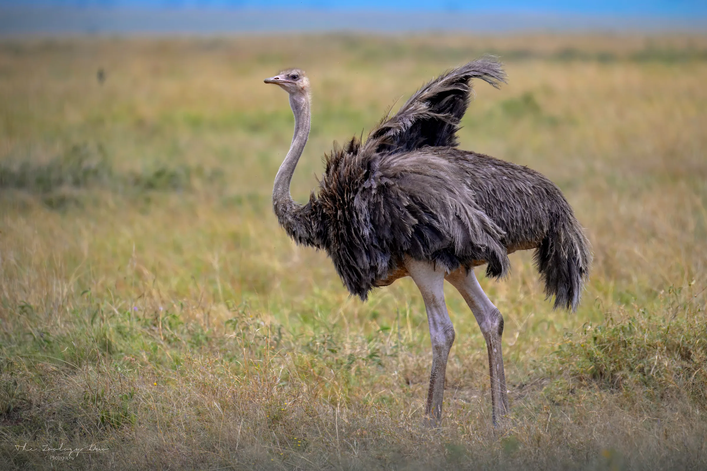 Kenya Wildlife Photography | The Wildlife Travel Blog Ostrich standing on the open plains of the Maasai Mara National Reserve, Kenya.