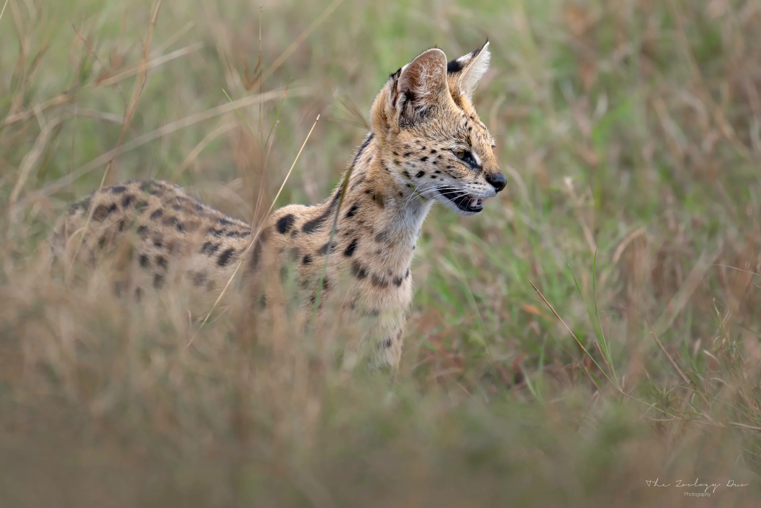 Kenya Wildlife Photography | The Wildlife Travel Blog Serval prowling through the Masai Mara savannah