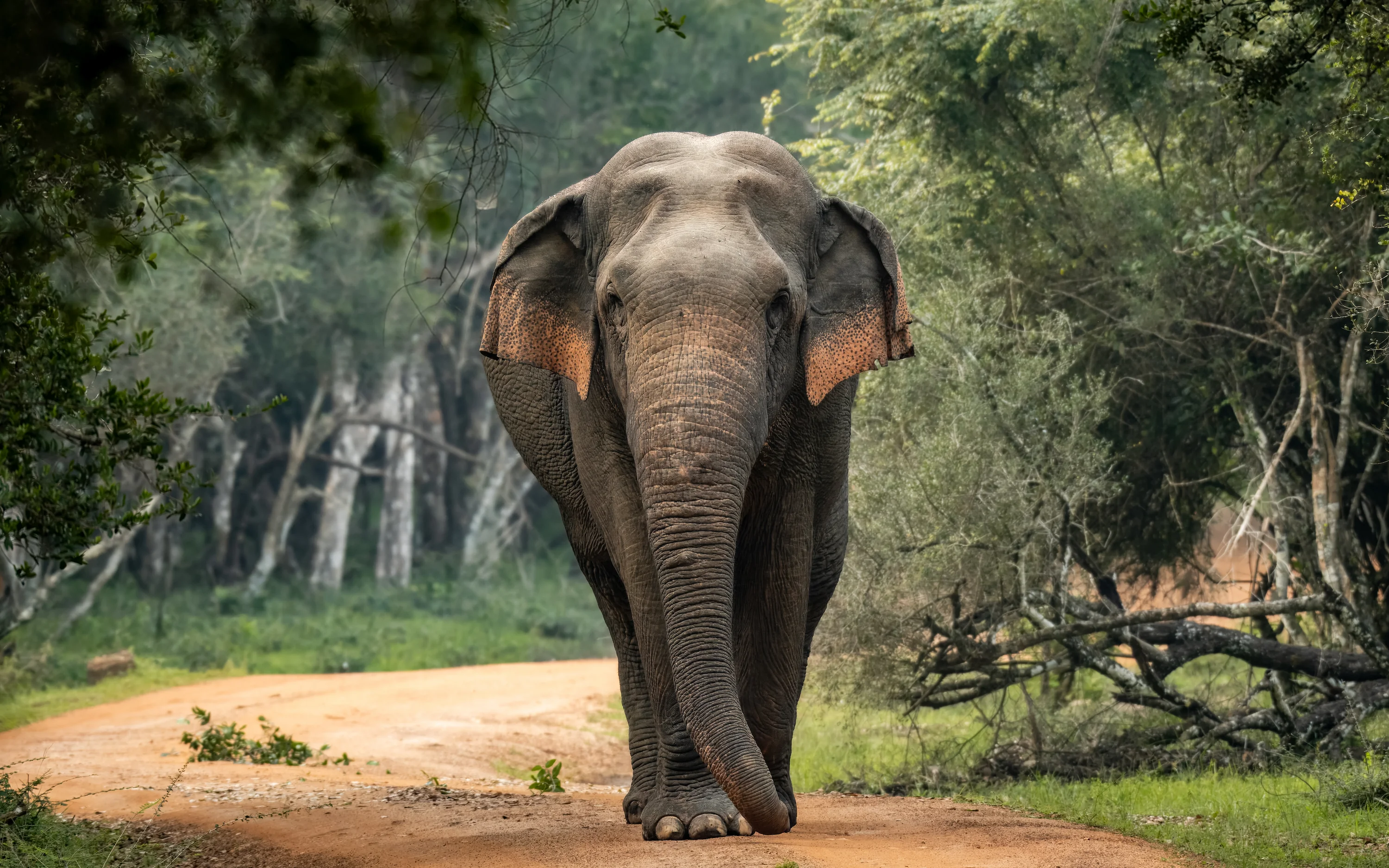 Sri Lankan elephant heading straight towards us along the track at Wilpattu National Park, Sri Lanka.