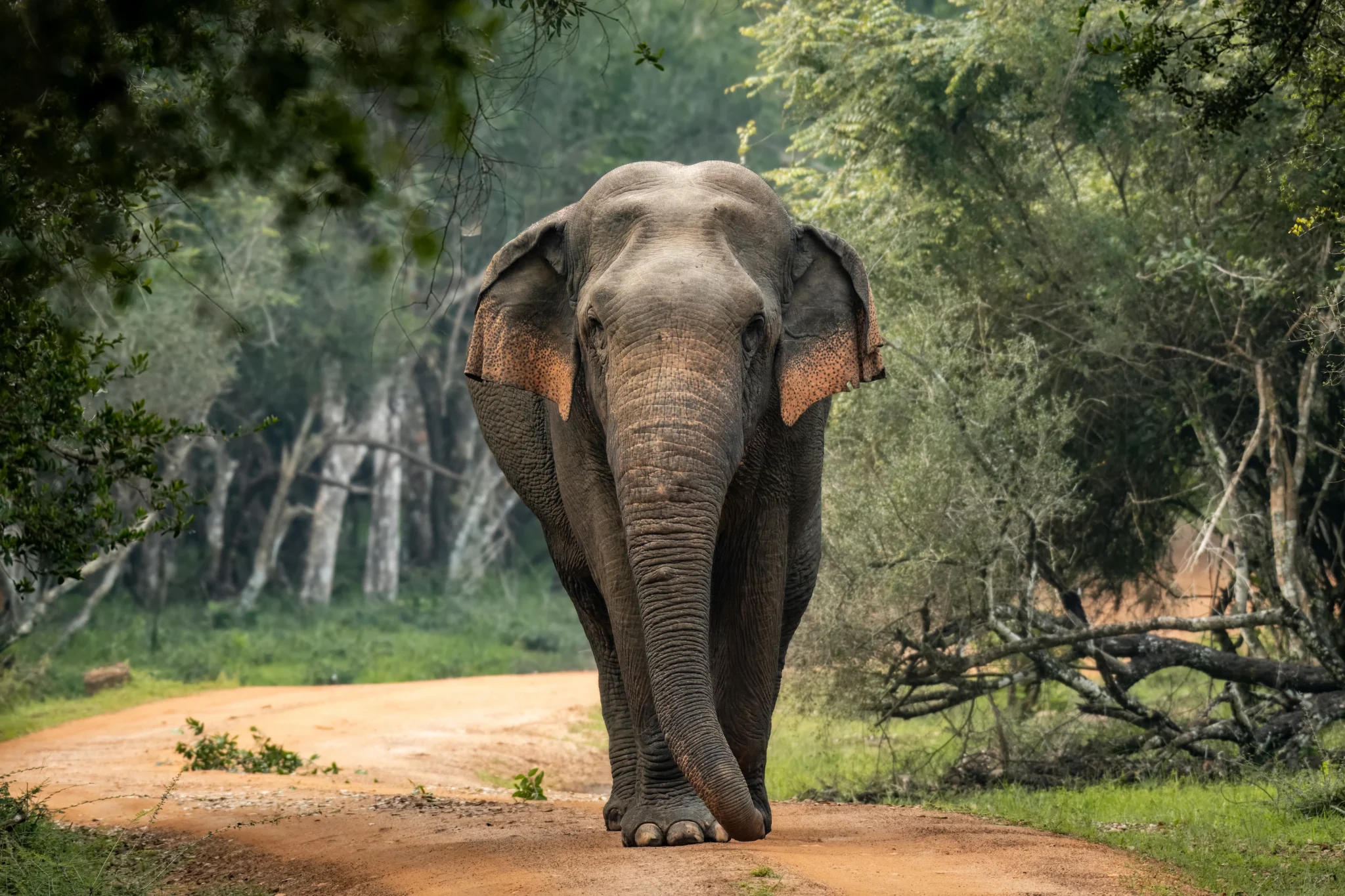 Sri Lankan bull elephant at Wilpattu National Park, Sri Lanka.