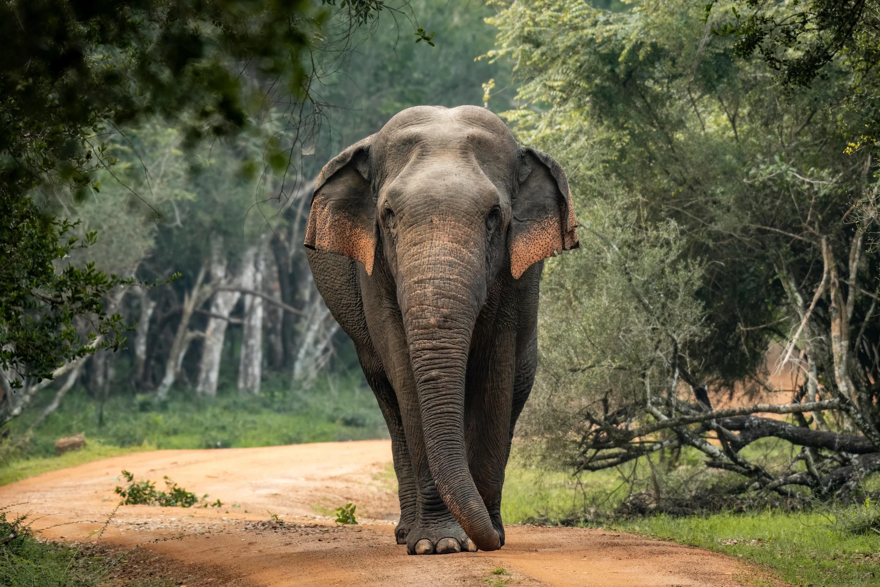 Sri Lanka Safaris: 5 Best Places to see Animals in Sri Lanka | The Wildlife Travel Blog Sri Lankan bull elephant at Wilpattu National Park, Sri Lanka.