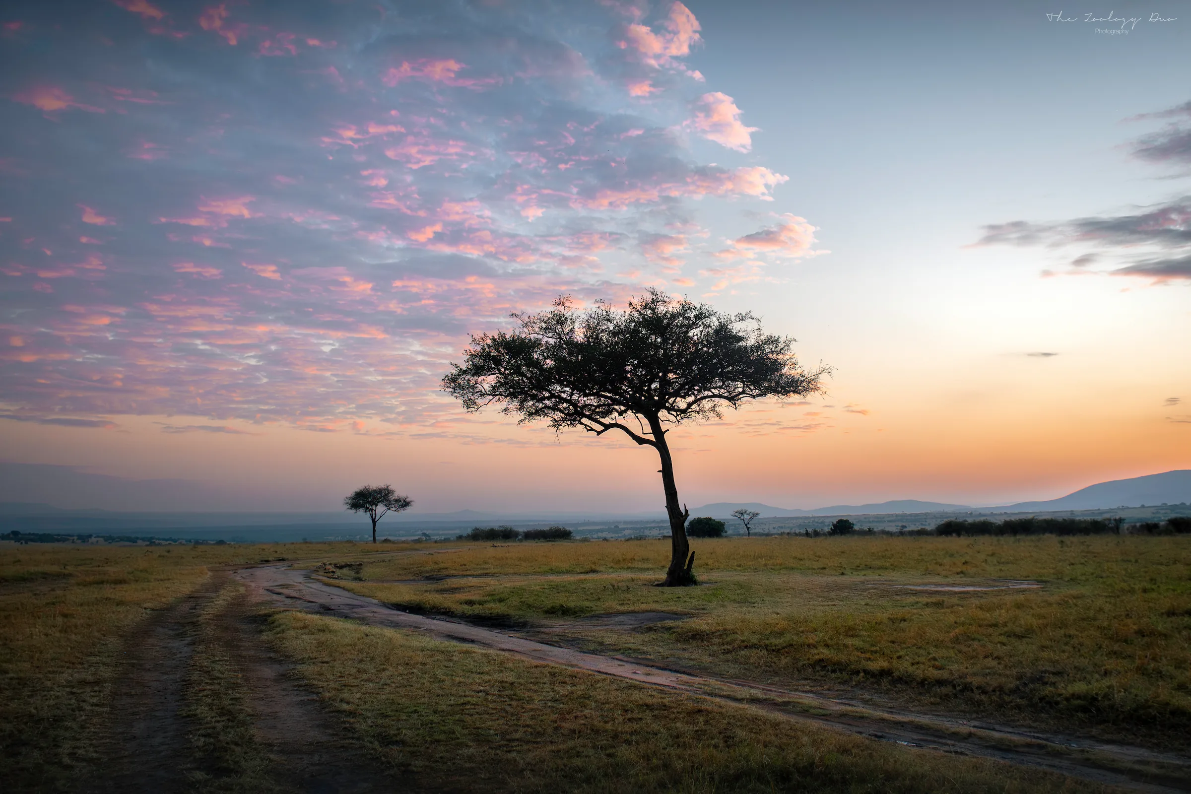 Acacia tree silhouetted against a colourful sunset in the Maasai Mara National Reserve, Kenya