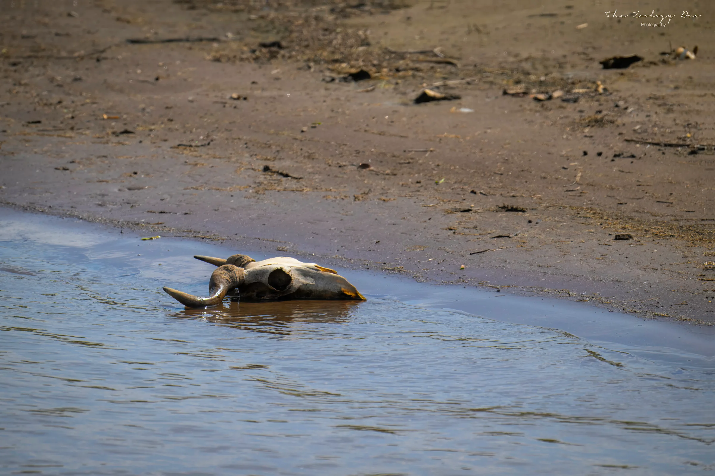 Kenya Wildlife Photography | The Wildlife Travel Blog Wildebeest skull in the Mara River, highlighting the dangers of The Great Migration. Masai Mara, Kenya.