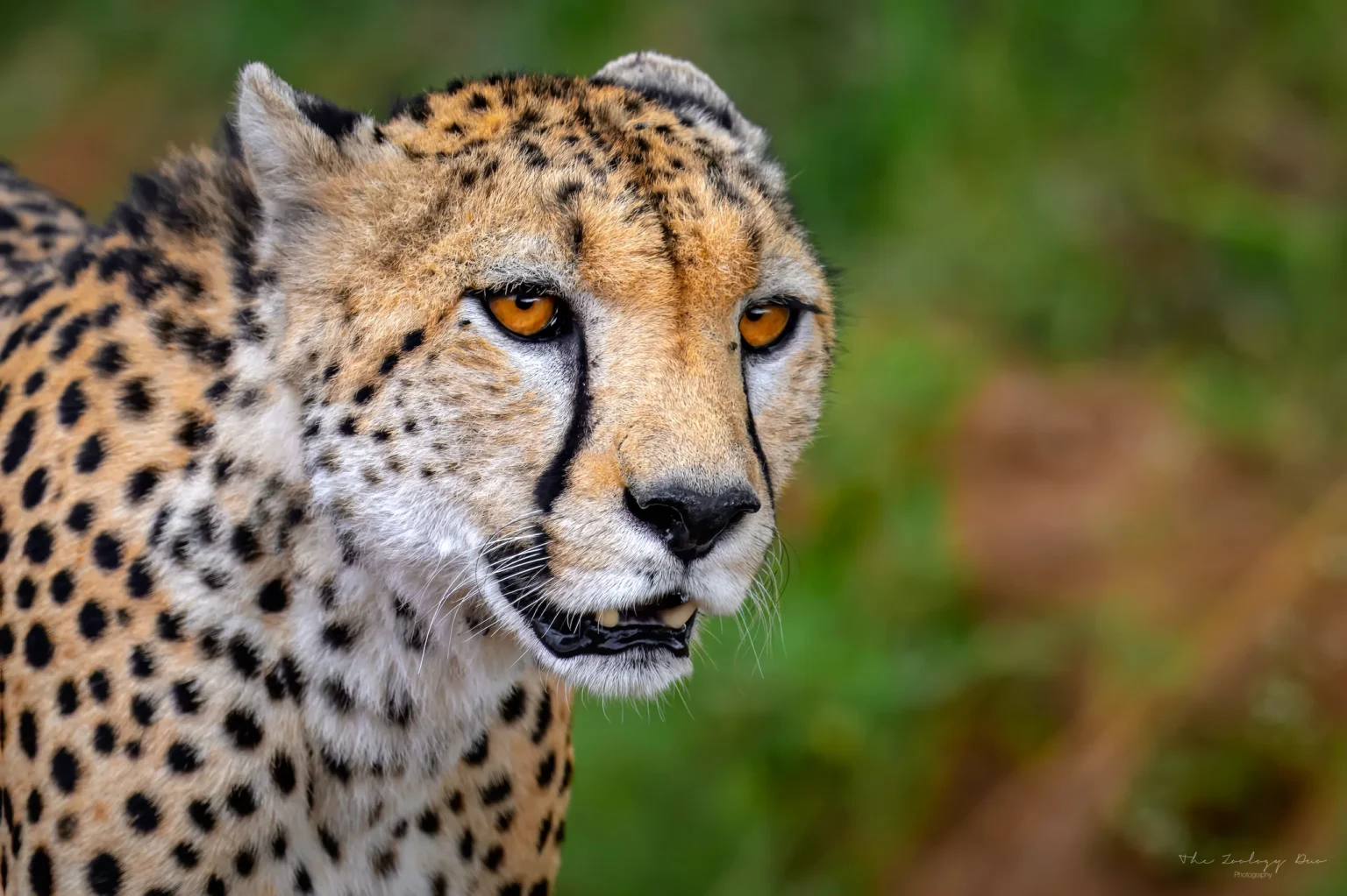 Home | The Wildlife Travel Blog Cheetah close up with bright orange eyes in the Masai Mara, Kenya