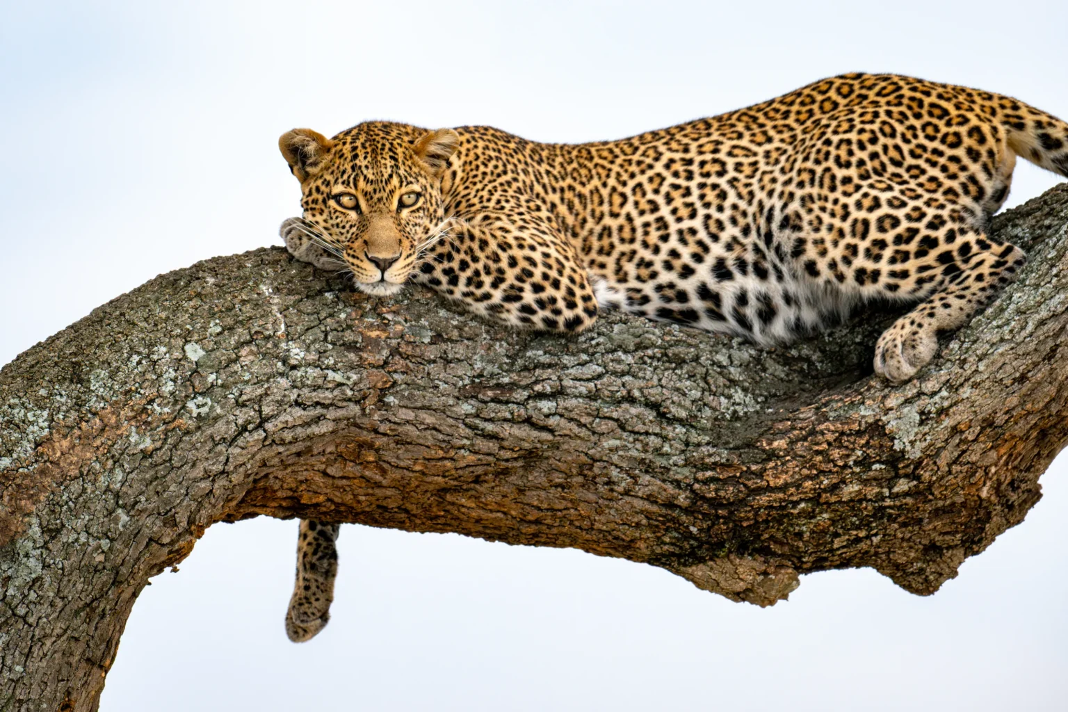 Home | The Wildlife Travel Blog Leopard sat high in a tree in the Masai Mara, Kenya
