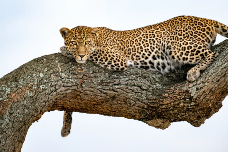 Home | The Wildlife Travel Blog Leopard sat high in a tree in the Masai Mara, Kenya