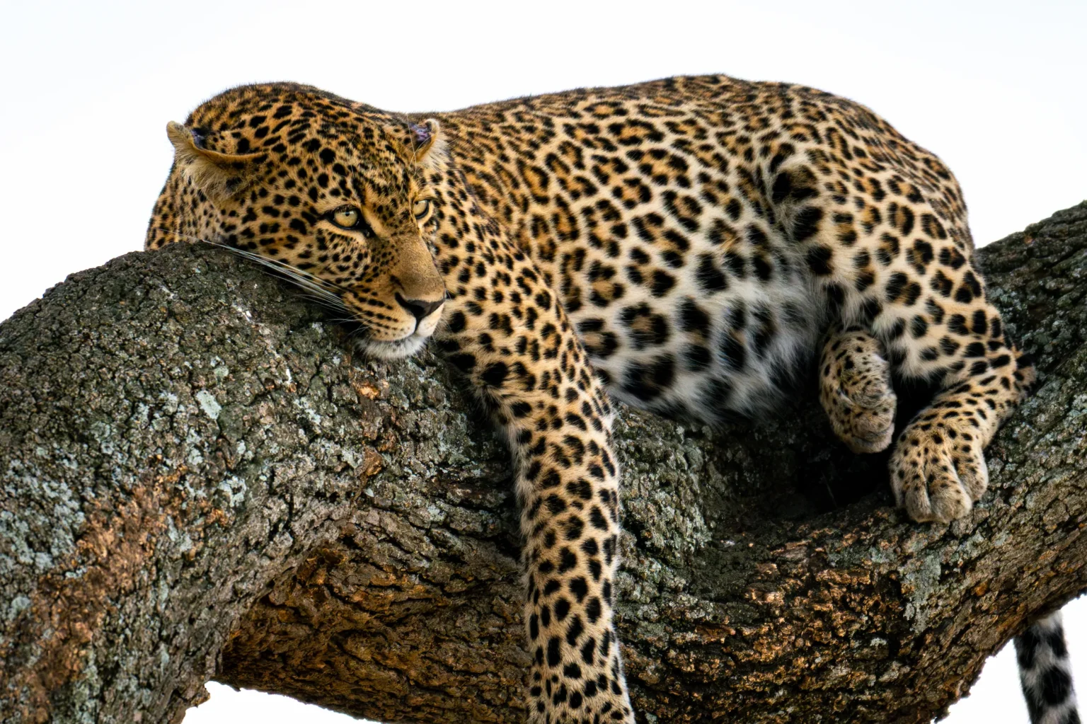 Home | The Wildlife Travel Blog Sleepy leopard resting in a tree in the Masai Mara, Kenya