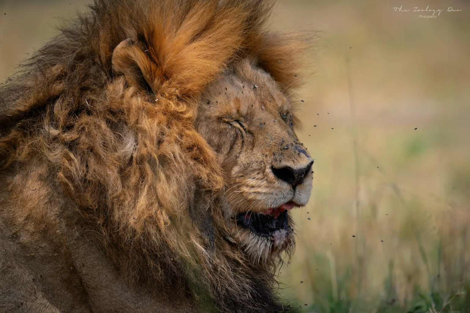 Home | The Wildlife Travel Blog omakale-old-male-lion-masai-mara-kenya