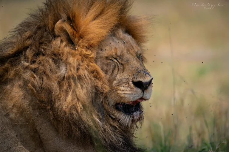 Home | The Wildlife Travel Blog Old male lion Omakale resting in the Masai Mara National Reserve, Kenya