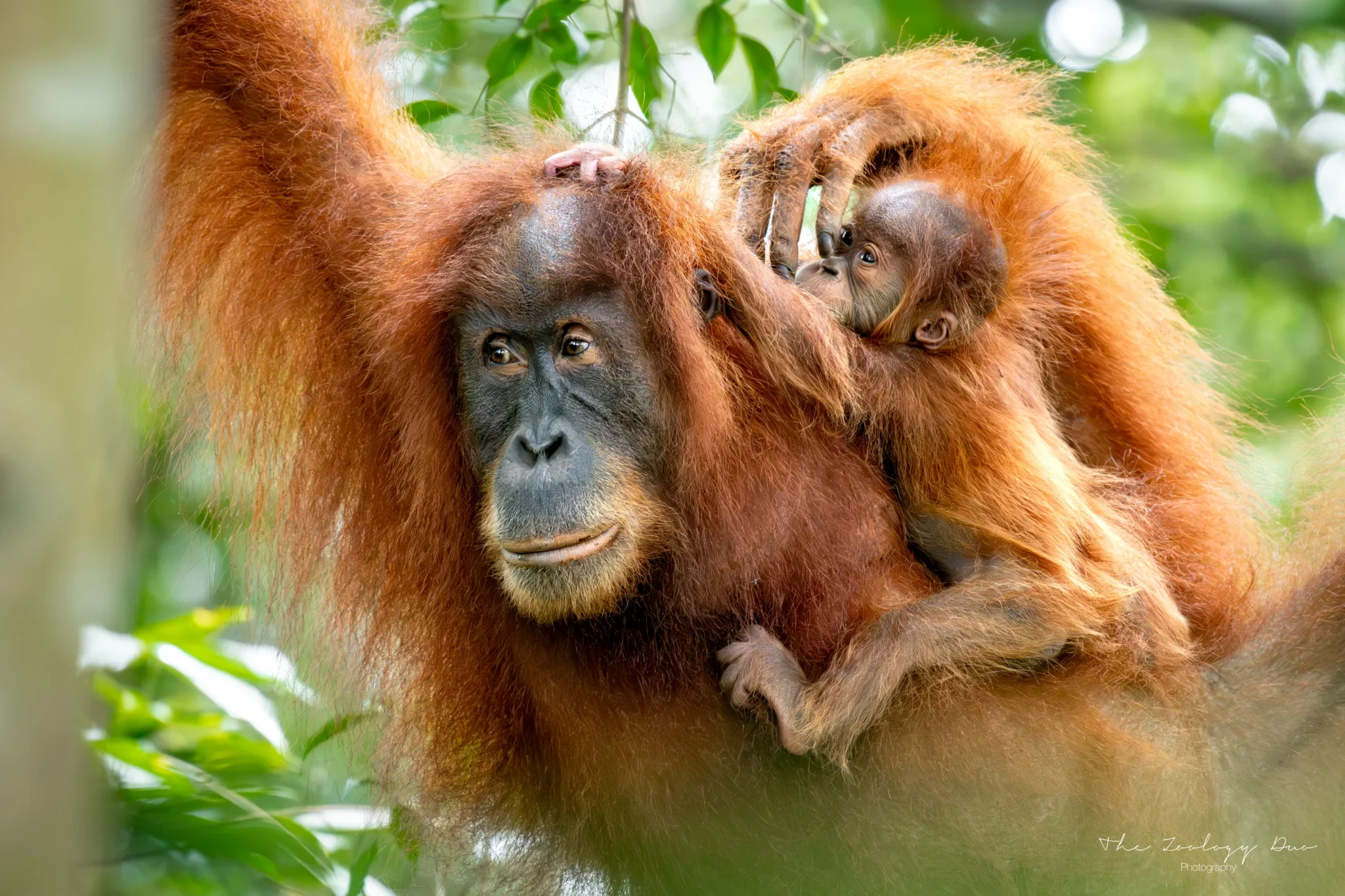 Sumatran orangutan mother and child at Bukit Lawang, Sumatra, Indonesia.